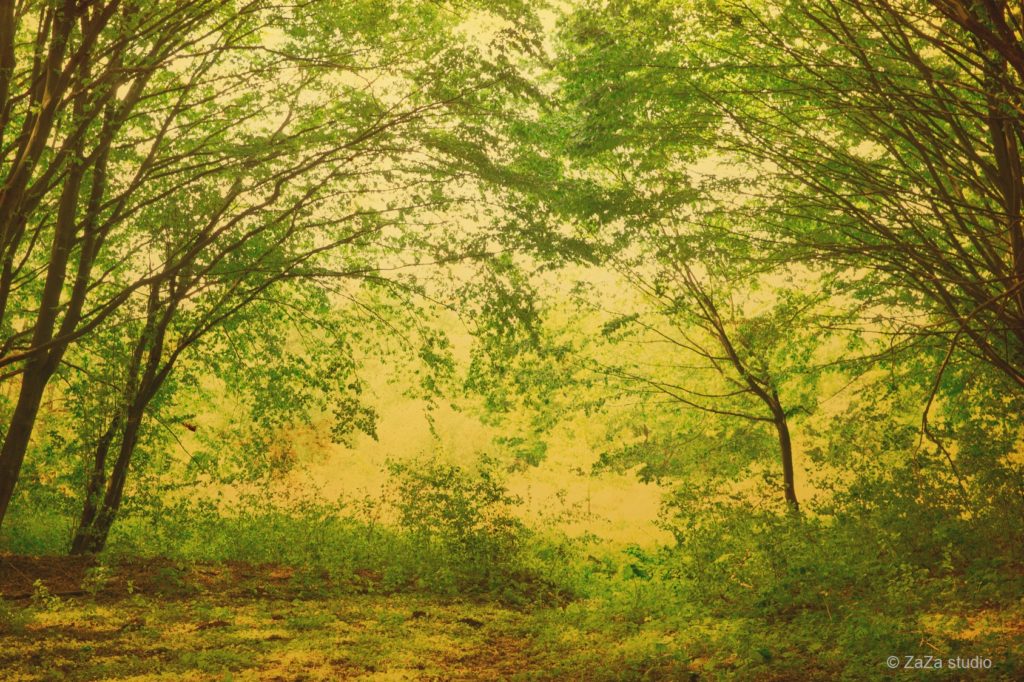 green forest background in a sunny day