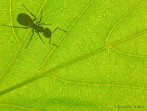 green leaf with ant shadow