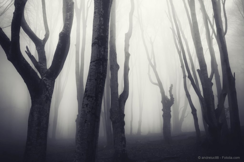 old twisted trees in a spooky dark forest