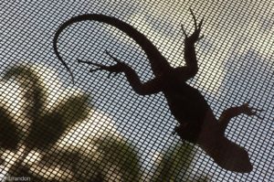 Lizard on window screen