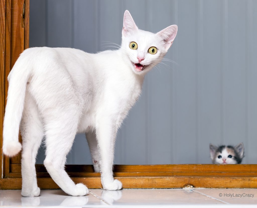 Funny evil white cat with open mouth