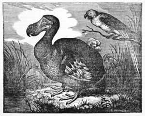 Dodo bird illustration