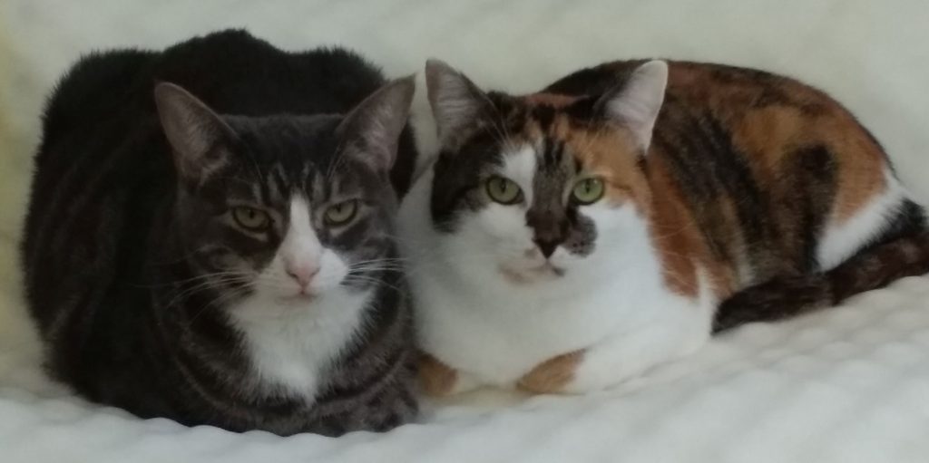 My cats - Maya and Calliope